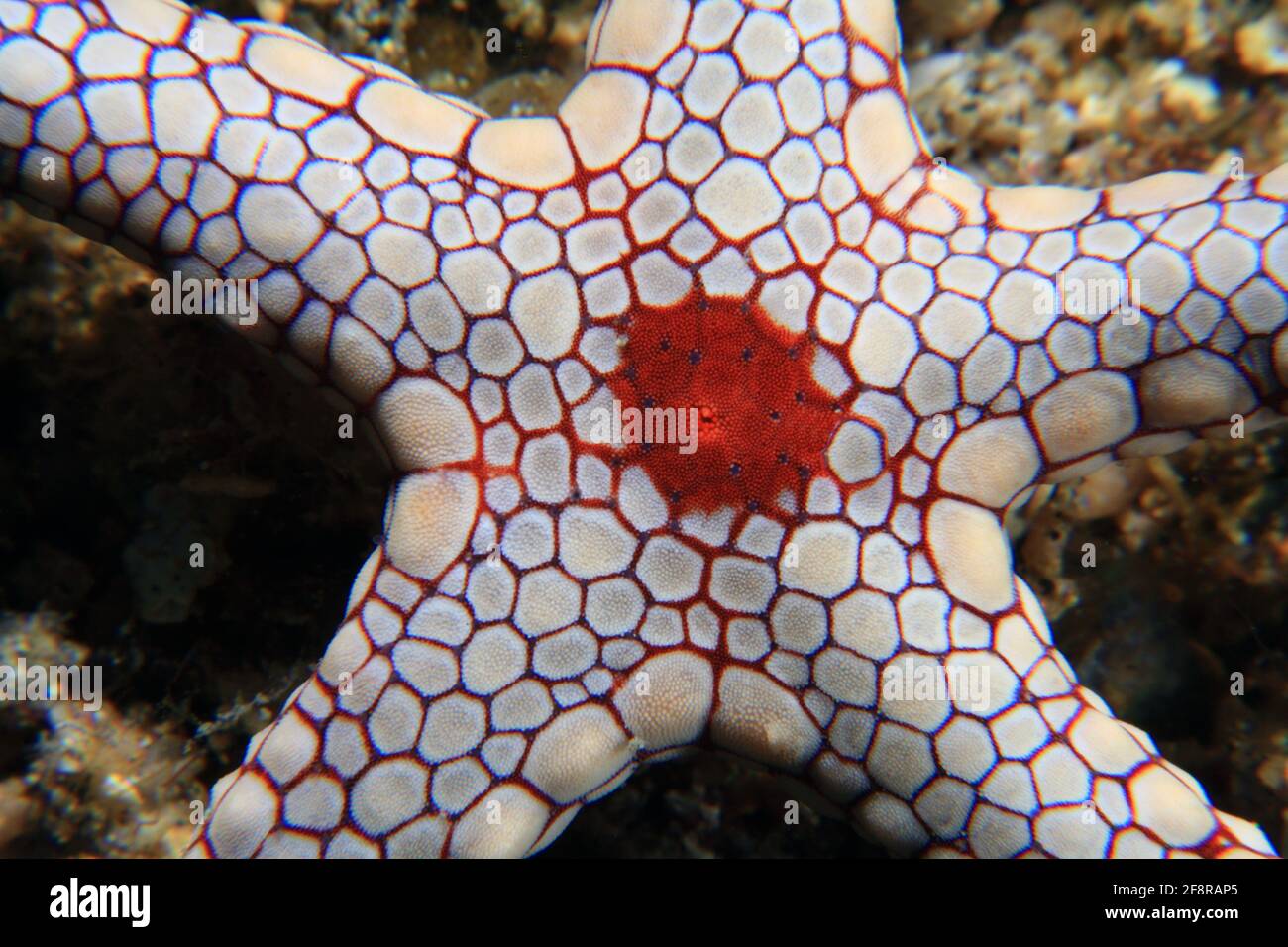 Perl-Seestern, Halskette Sea Star, Fromia monilis, Lembeh, Sulawesi, Indonesien Stockfoto