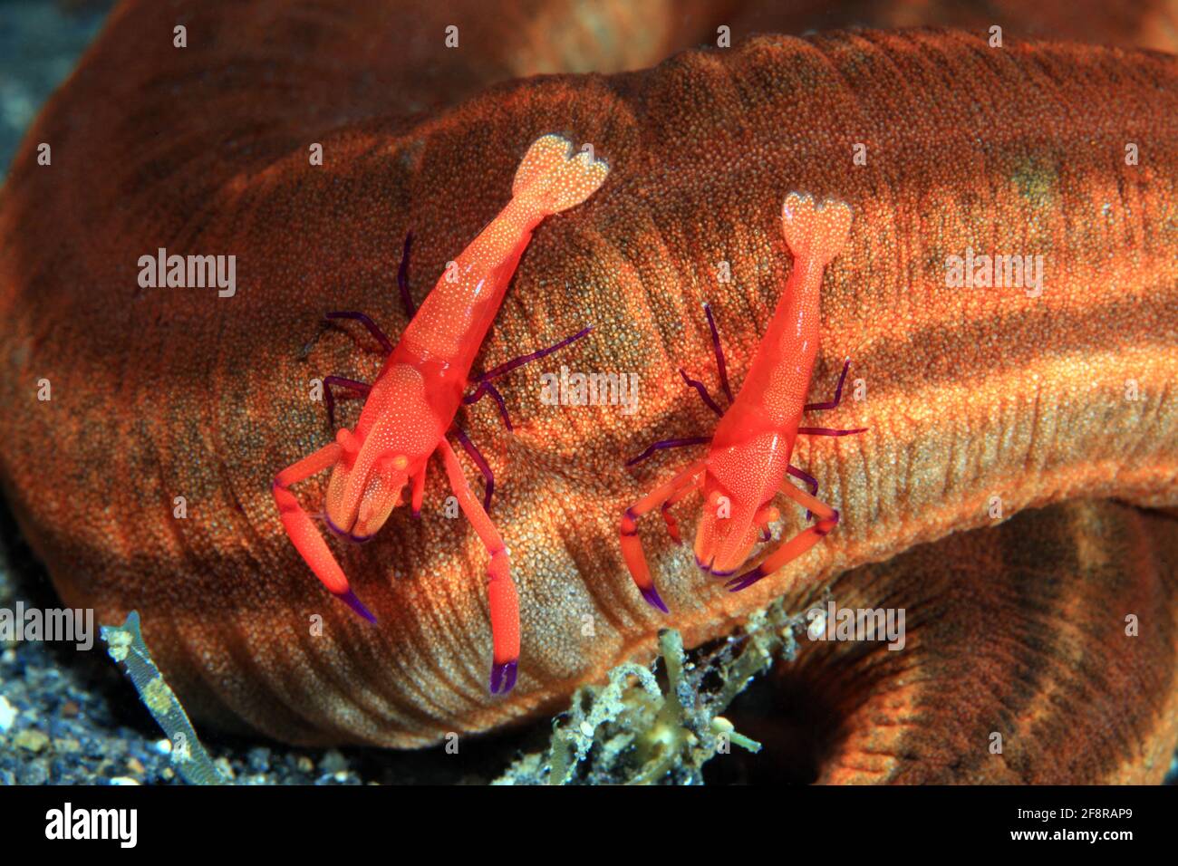 Imperatorgarnele, Kaisergarnelen, Periclimenes Imperator, Lembeh, Sulawesi, Indonesien Stockfoto