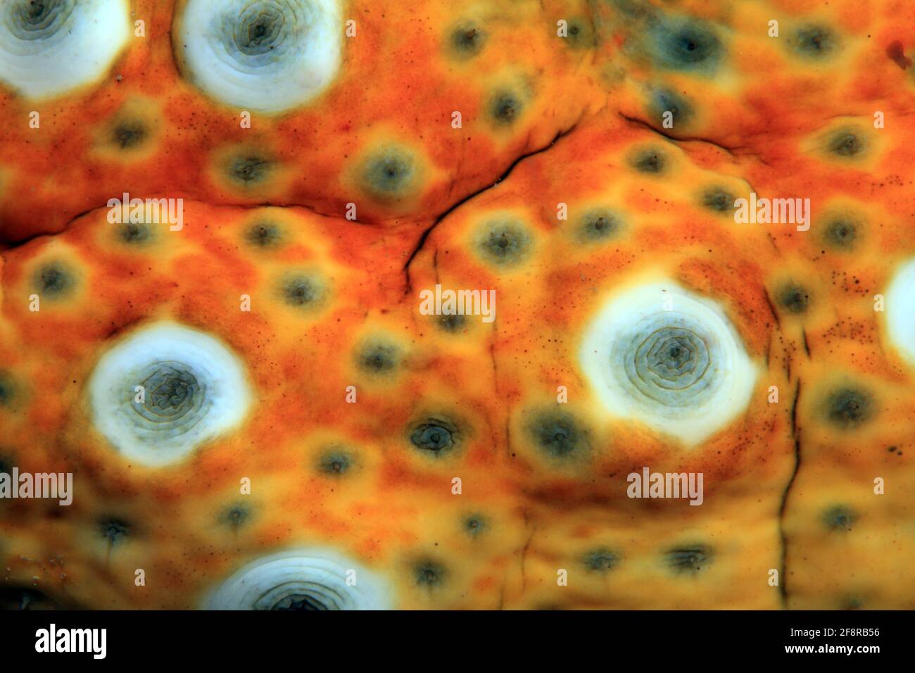 Lembeh, Sulawesi, Indonesien Stockfoto
