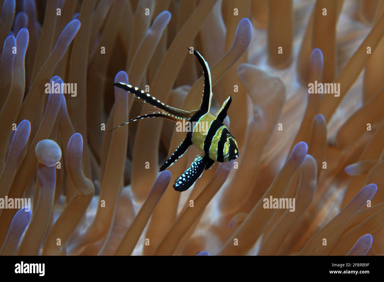Banggai Kardinalbarsch (Pterapogon kauderni), (Lembeh) - Banggai-Kardinalfisch (Lembeh, Indonesien) Stockfoto