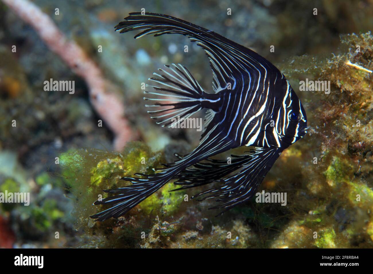 Jungtier, Buckelflederfisch, Spadfisch, Jugendlicher, Lembeh, Sulawesi, Indonesien Stockfoto