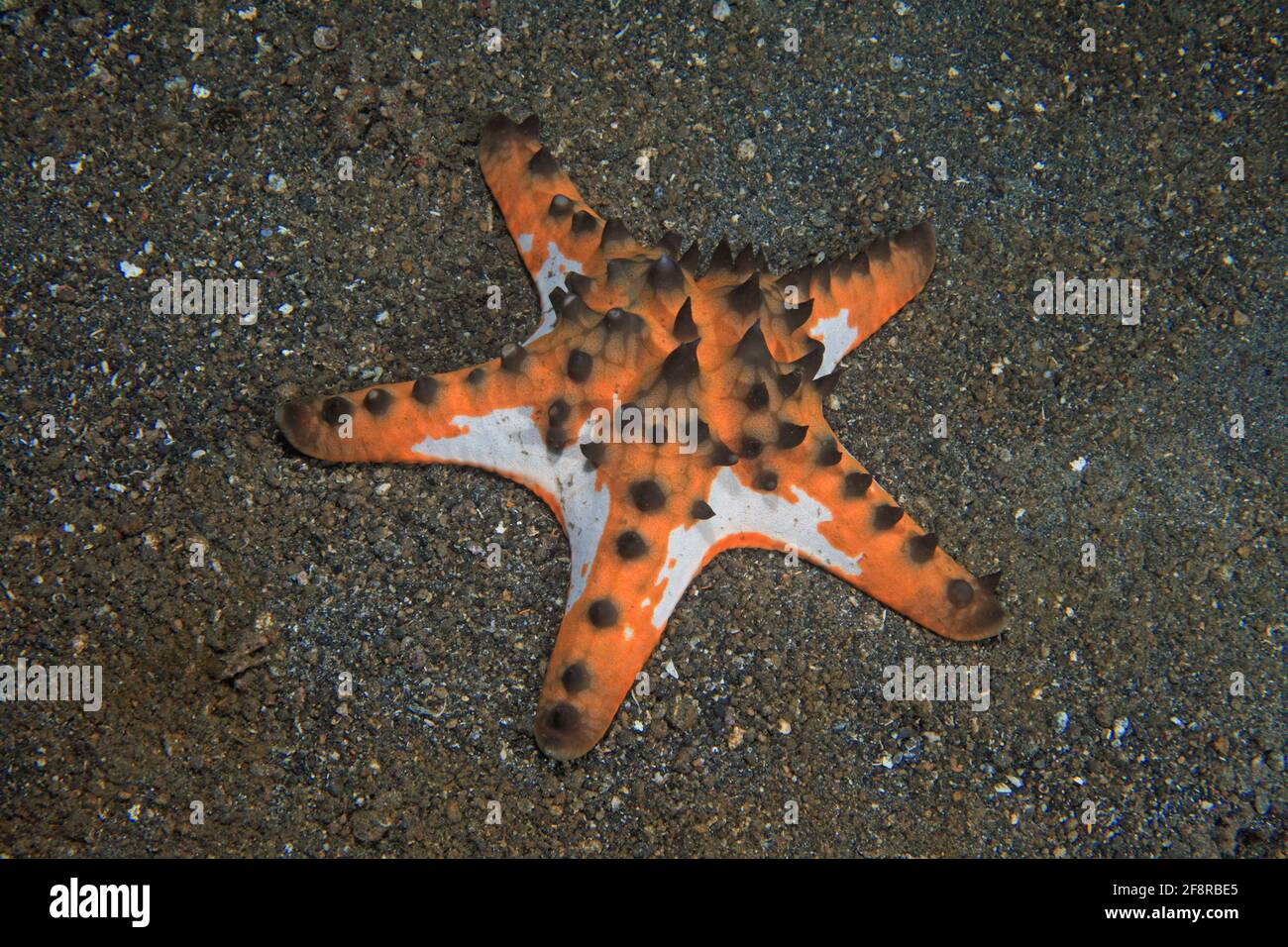 Hörnerseestern / Knotiger Walzenstern (Protoreaster nodosus) gehört zur Gattung der Kissenseesterne (Lembeh, Sulawesi, Indonesien) - Horned Sea Star ( Stockfoto