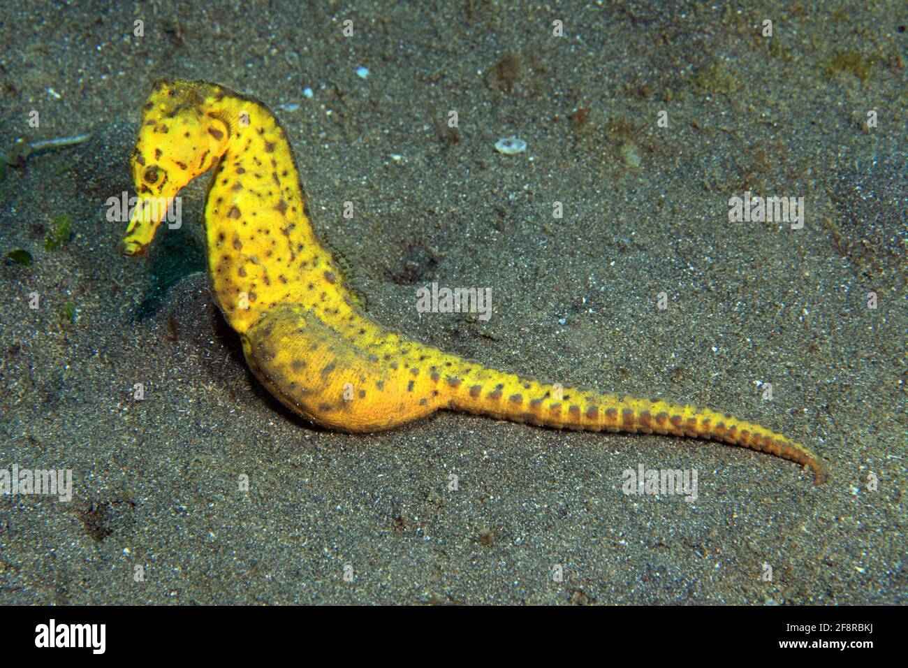 Gewöhnliches Seepferdchen (Hypocampus kuda), (Lembeh, Sulawesi, Indonesien) - gemeines Seepferd (Lembeh, Sulawesi, Indonesien) Stockfoto