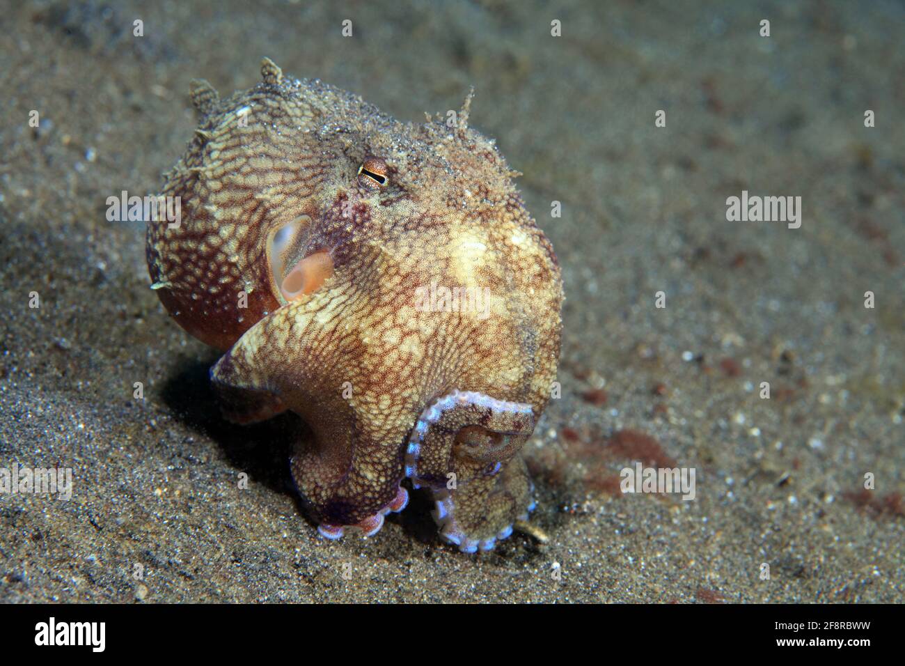 Kokosnuss Krake (Octopus marginatus), (Lembeh, Sulawesi, Indonesien) - Kokosnusskrake (Lembeh, Sulawesi, Indonesien) Stockfoto