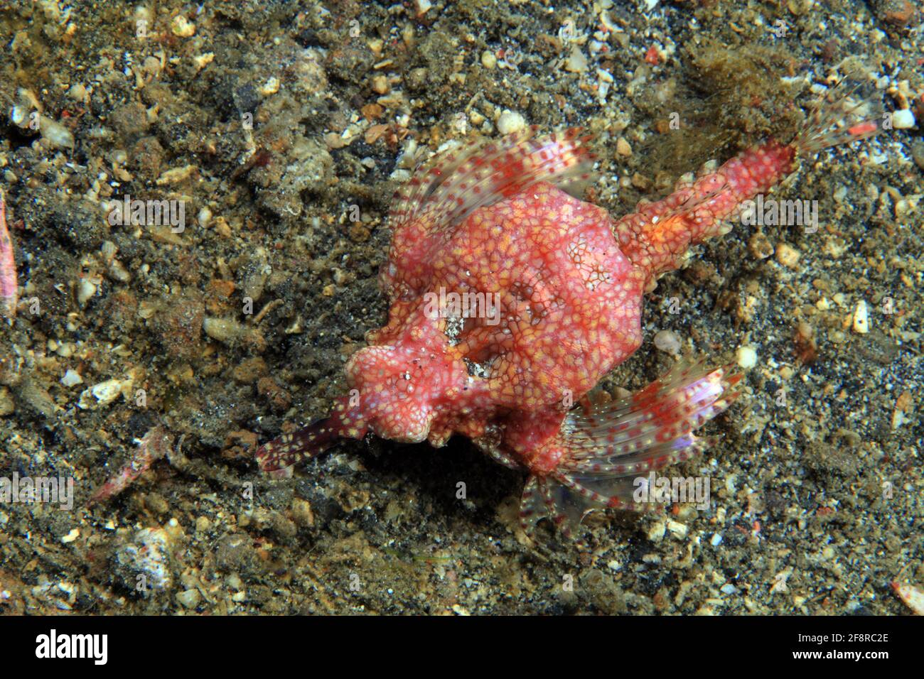 Zwerg-Flügelrossfisch (Eurypegasus draconis), (Lembeh, Sulawesi, Indonesien) - kurzer drachenfisch (Lembeh, Sulawesi, Indonesien) Stockfoto