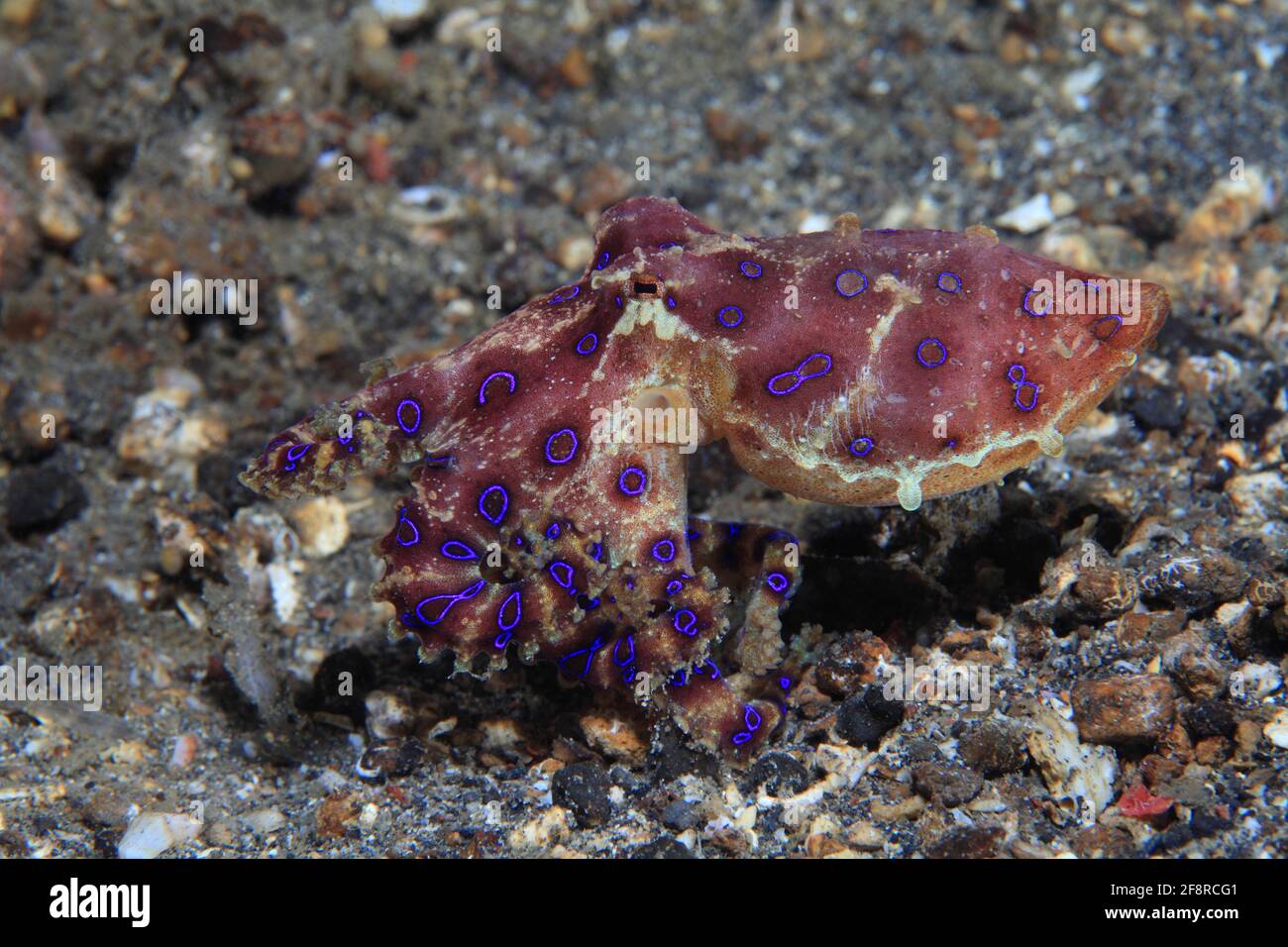 Blauringkrake (Hapalochlaena sp.4), (Lembeh, Sulawesi, Indonesien) - Blauer Oktopus (Lembeh, Sulawesi, Indonesien) Stockfoto