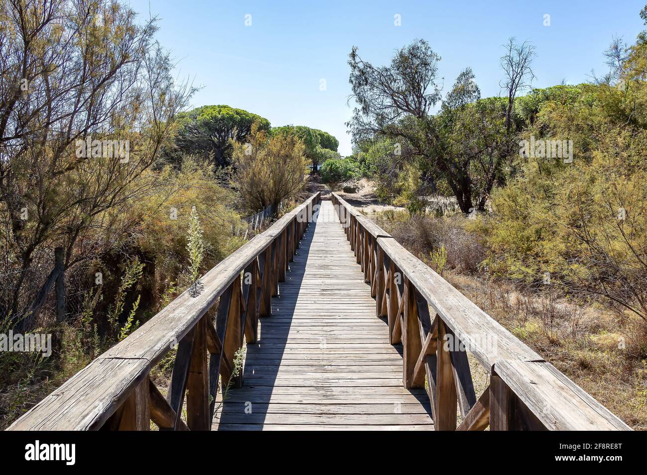 Hölzerner erhöhter Weg in Waldnaturpark. Stockfoto