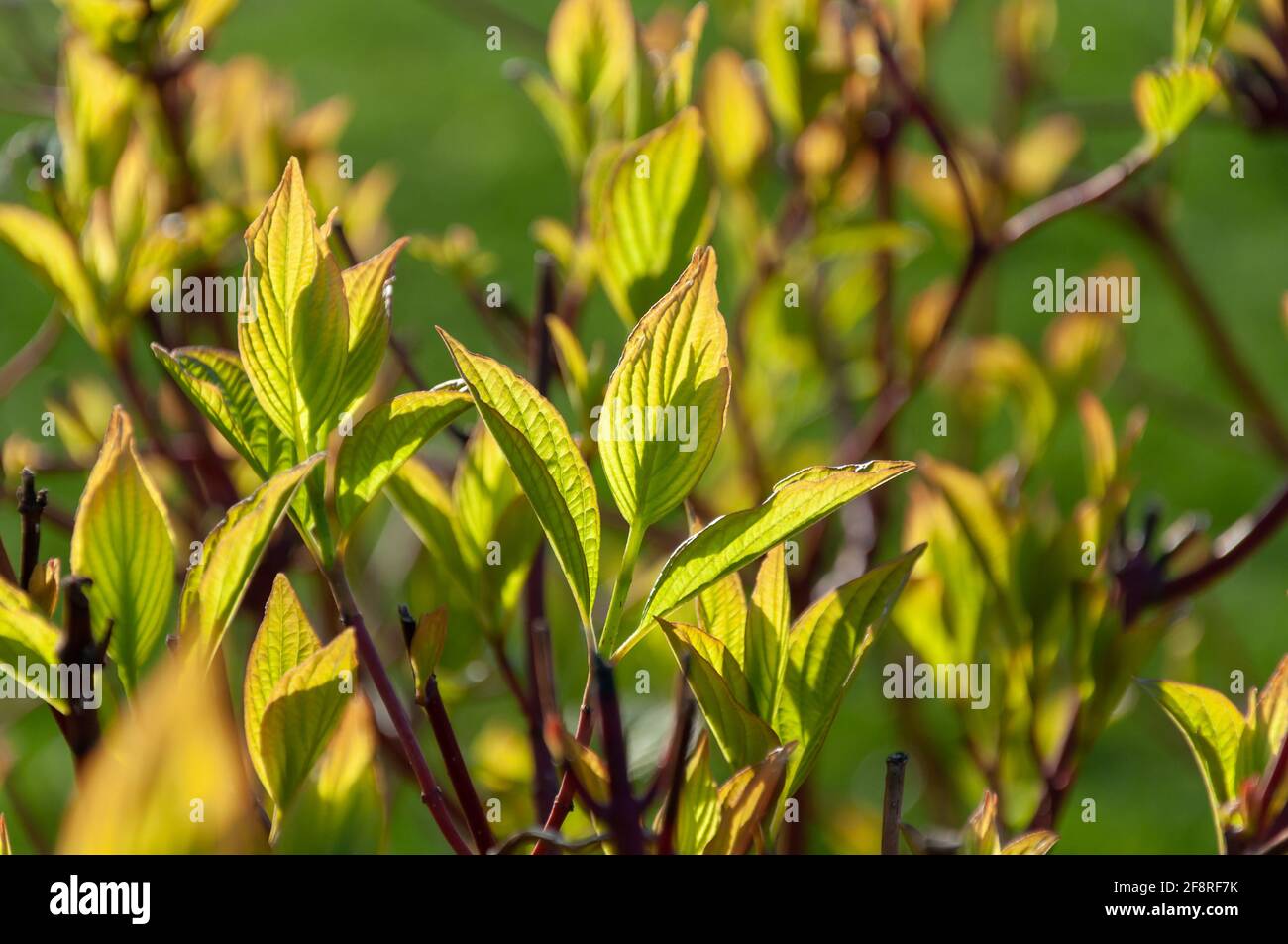 Sibirische Dogwood Cornus alba hellgrüne Blätter. Weißes Dogwood. Gartenstrauch Derain weiß Stockfoto