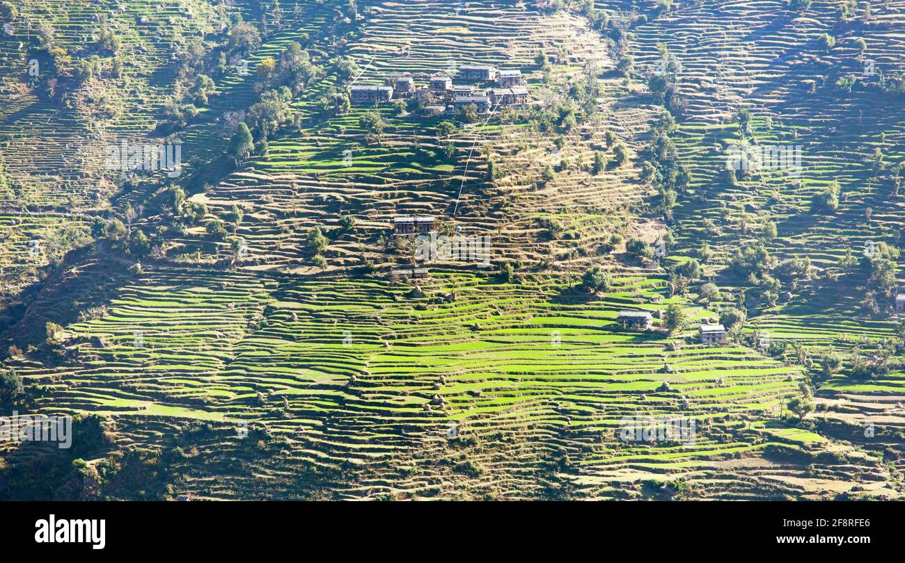 Grünes terrassenförmiges Reisfeld in nepal Stockfoto