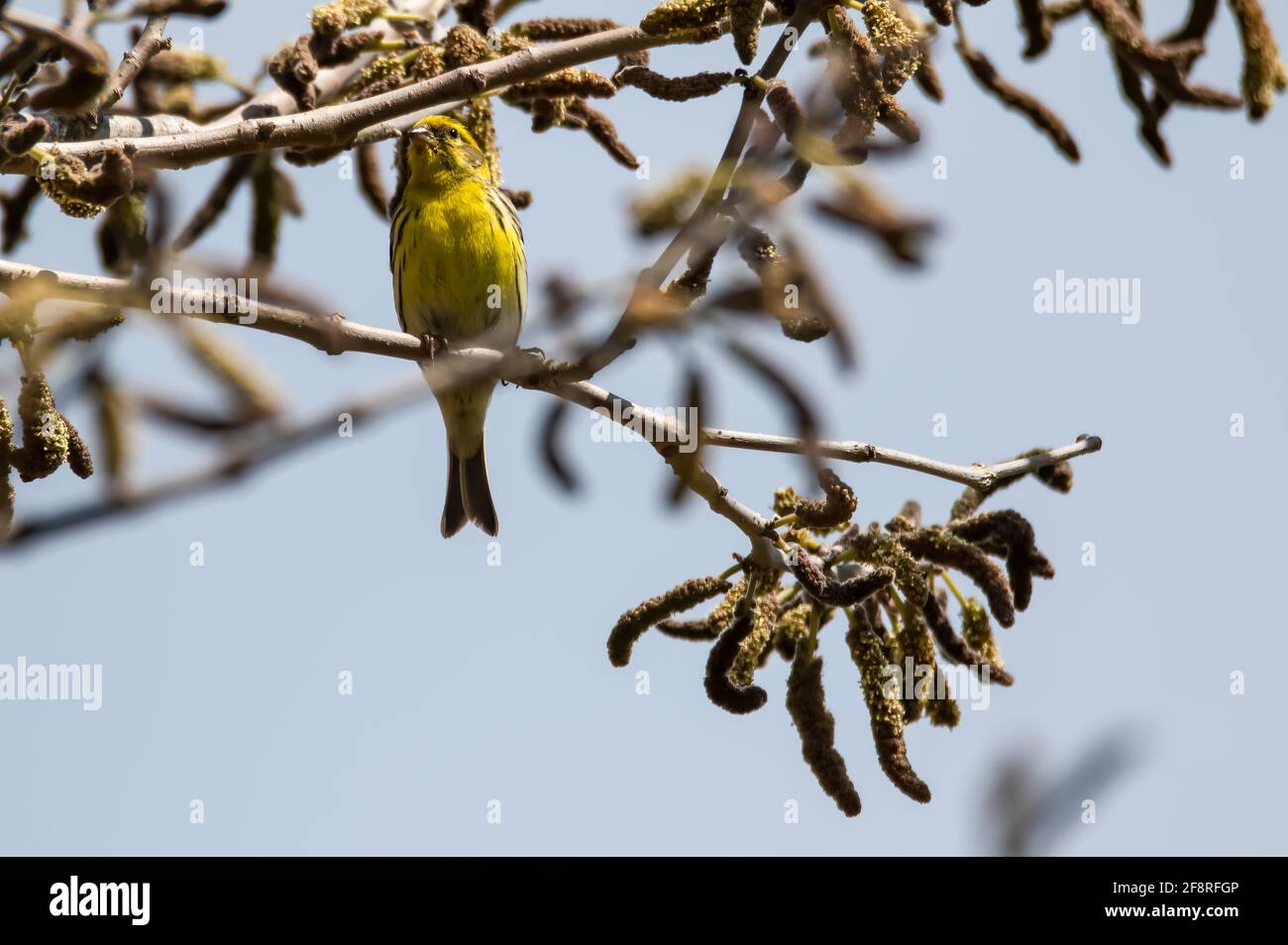 Serin Vogel sitzt auf einem Zweig einer Pflanze in Am Morgen Stockfoto