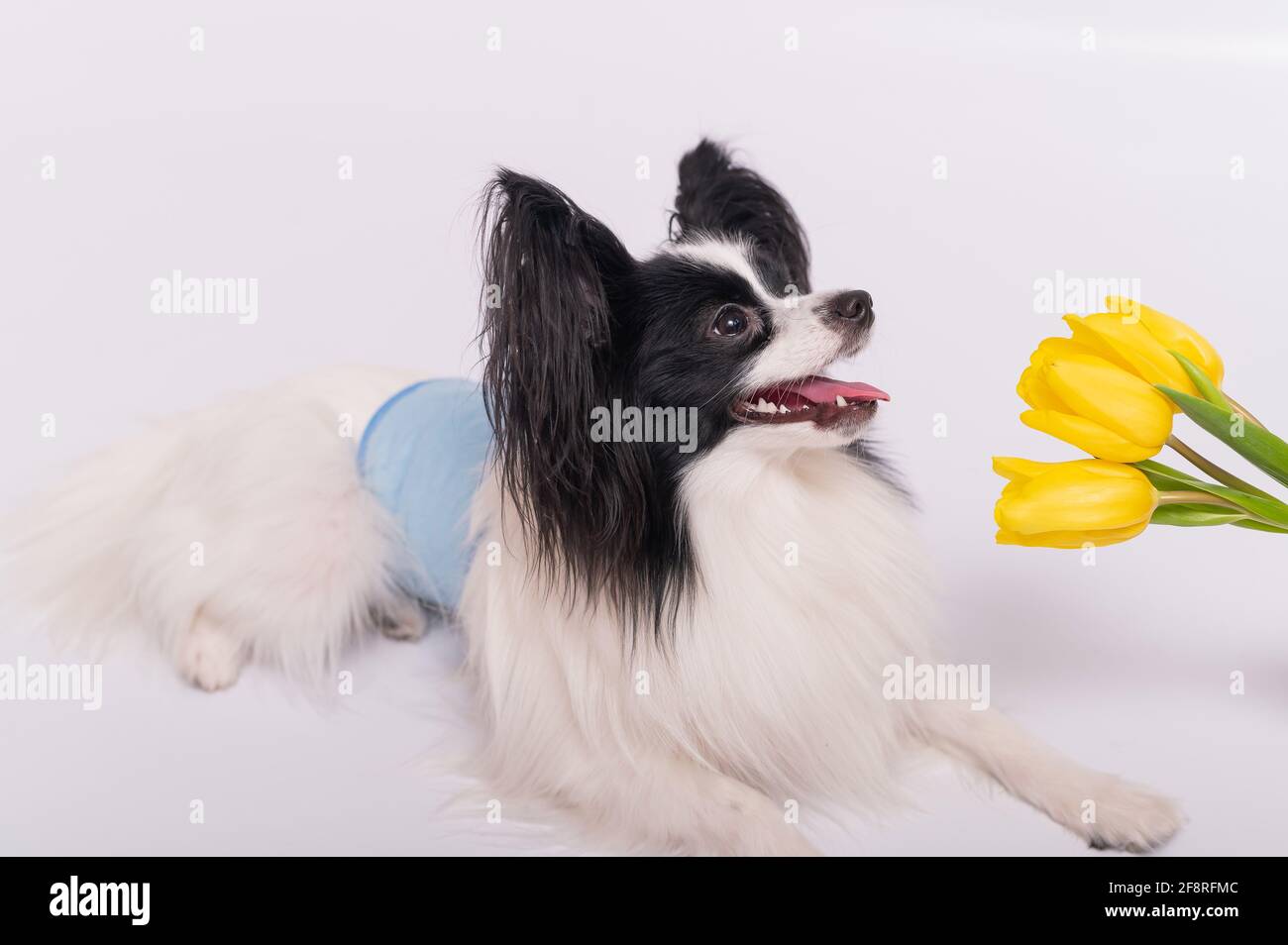 Lustiger Hund mit großen, zotteligen schwarzen Ohren schnuppert einen Strauß Von gelben Tulpen auf weißem Hintergrund Stockfoto