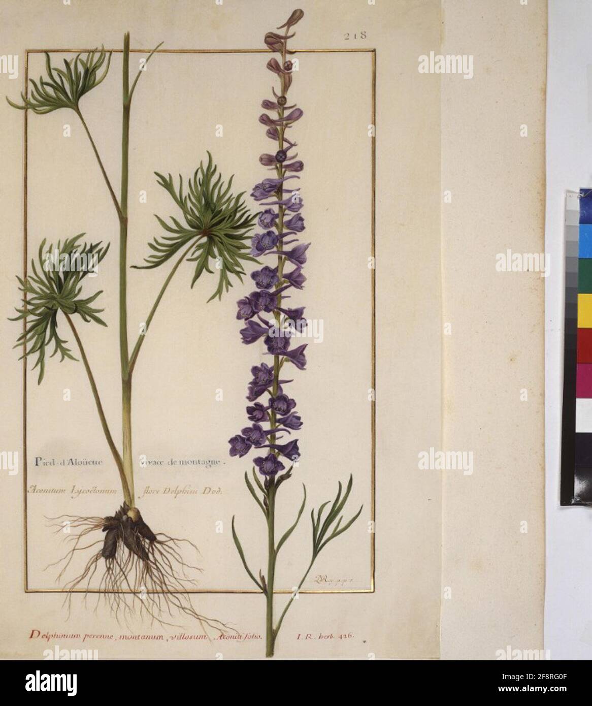 Kabeljau. Min. 53, Band 5, fol. 218r: Florilegium des Prinzen Eugen von Savoyen: Delphinium – larkspur ganze Seite: Pflanzenstudie für die Arten von larkspur (mit der Aufschrift: 'Delphinium perenne, montanum, villosum, Aconiti Folio'). In: Florilegium des Prinzen Eugen von Savoyen, Paris, 3. Viertel des 17. jh. Stockfoto