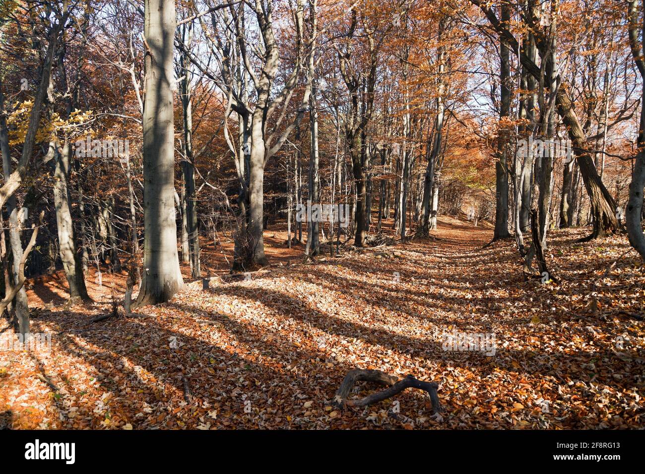 Blick aus dem herbstlichen Laubwald - europäische Buchenwälder (fagus sylvatica) Stockfoto