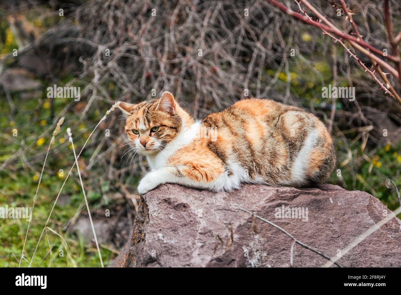 Nahaufnahme einer entzückenden gelben Katze, die in der Natur auf einem riesigen Stein sitzt und auf jemanden schaut Stockfoto