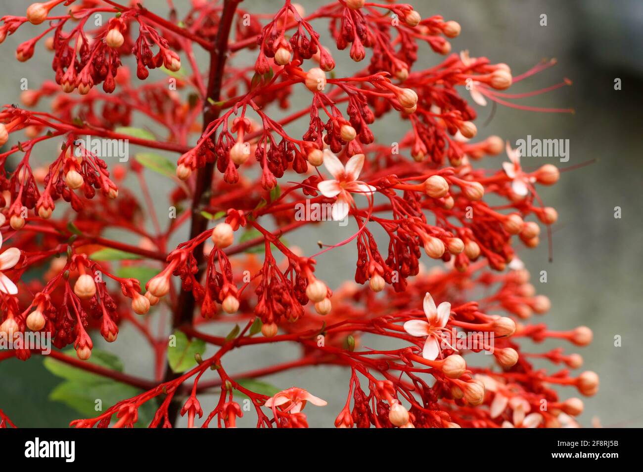 Eine Sch ne Wilde Clerodendrum Paniculatum Die Pagodenblume Ist Eine Bl hende Pflanze Der 