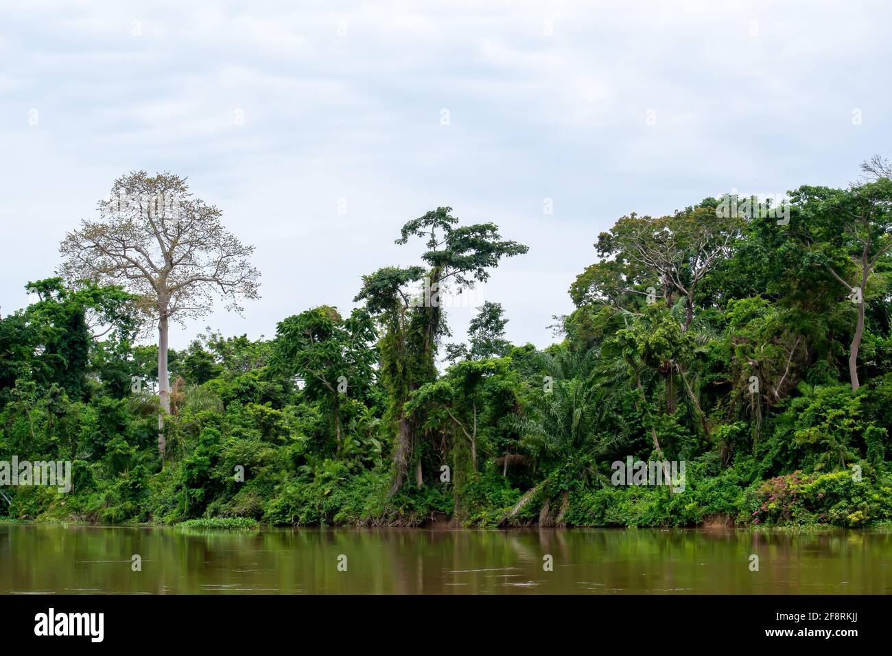Der Regenwald im Kongo-Becken, der zweitgrößte Regenwald der Welt. Demokratische Republik Kongo, Zentralafrika. Stockfoto