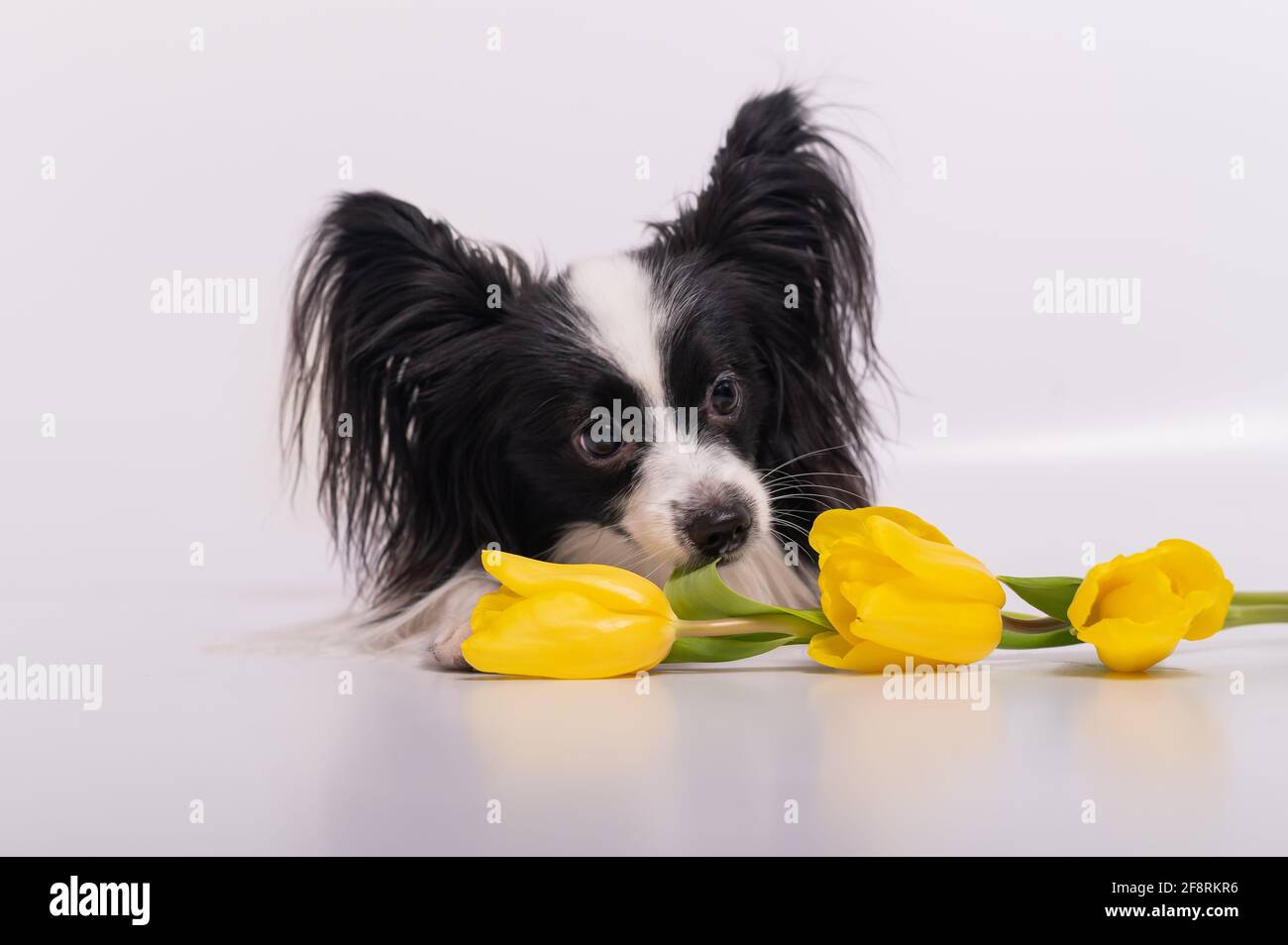 Lustiger Hund mit großen, zotteligen schwarzen Ohren und einem Strauß Von gelben Tulpen auf weißem Hintergrund Stockfoto