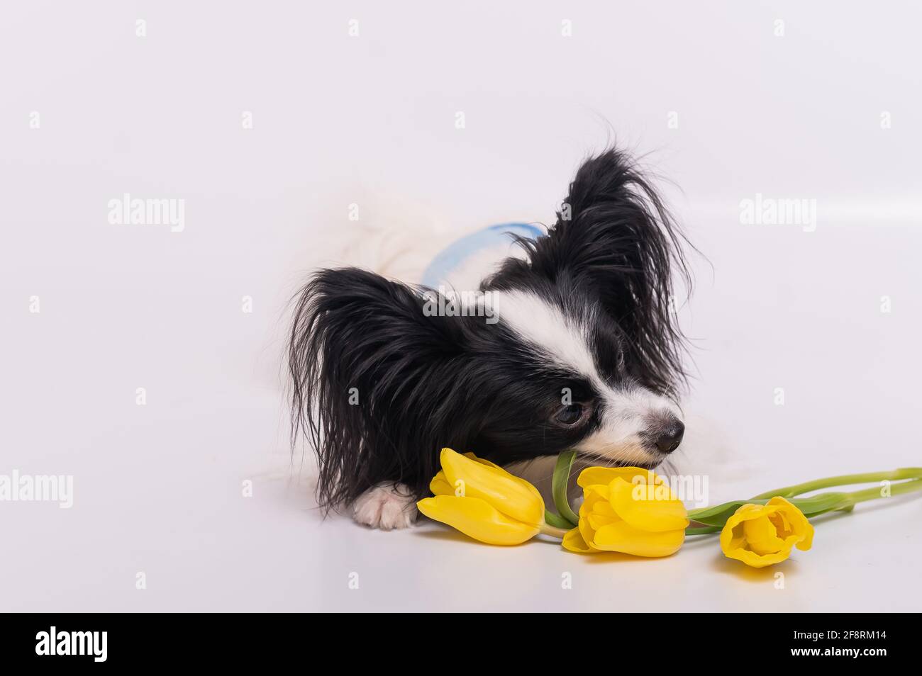 Lustiger Hund mit großen, zotteligen schwarzen Ohren und einem Strauß Von  gelben Tulpen auf weißem Hintergrund Stockfotografie - Alamy