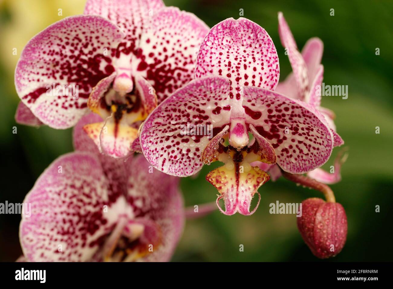Orchidee phaenopsis mit Tröpfchen. Stockfoto