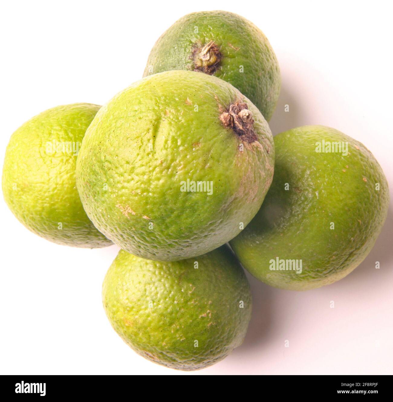 Limettenfrucht (Citrus aurantifolia), Limettenfrucht Stockfoto
