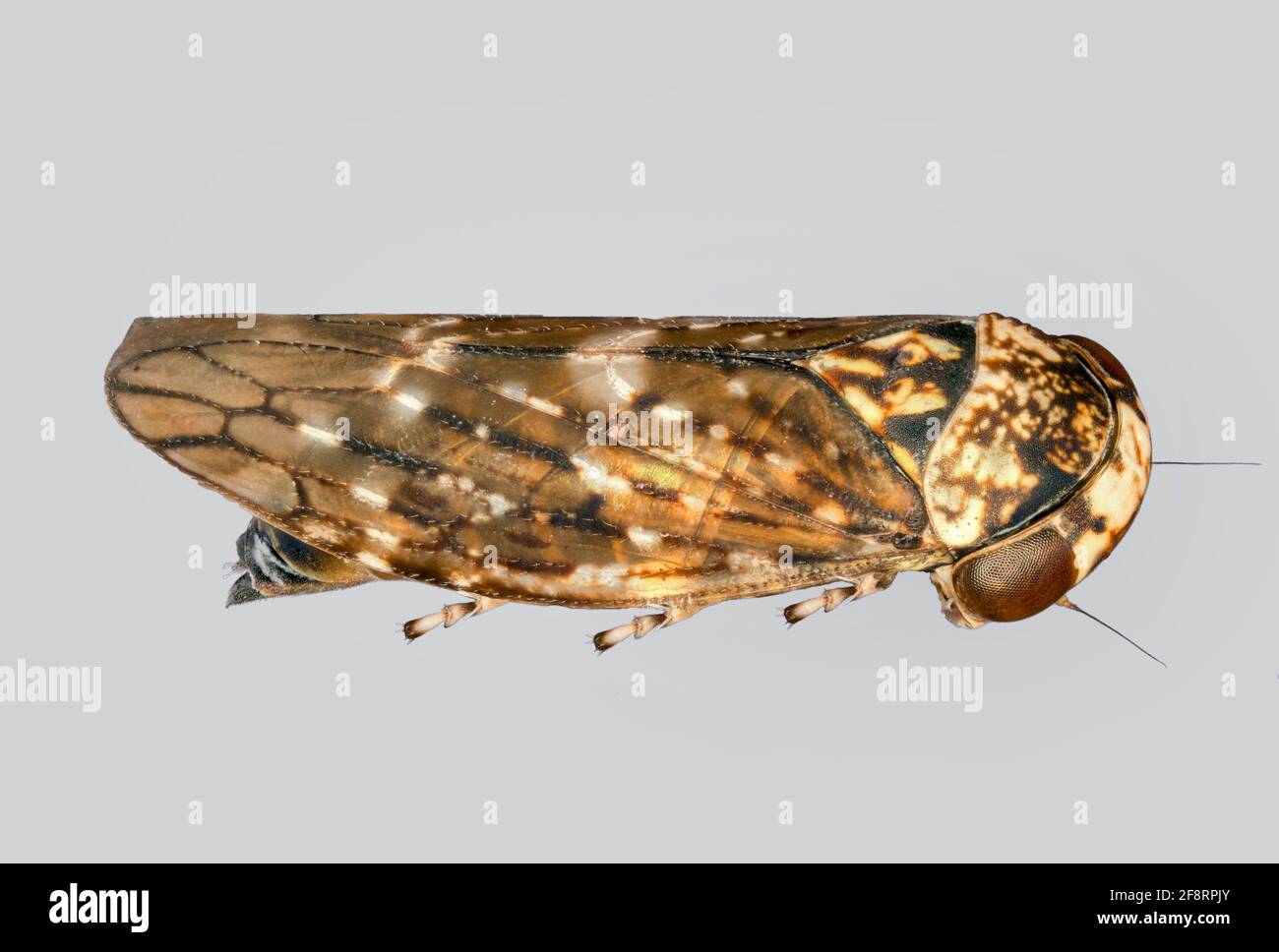 Cicada (Acericerus heydenii), Draufsicht, Ausschnitt, Deutschland Stockfoto