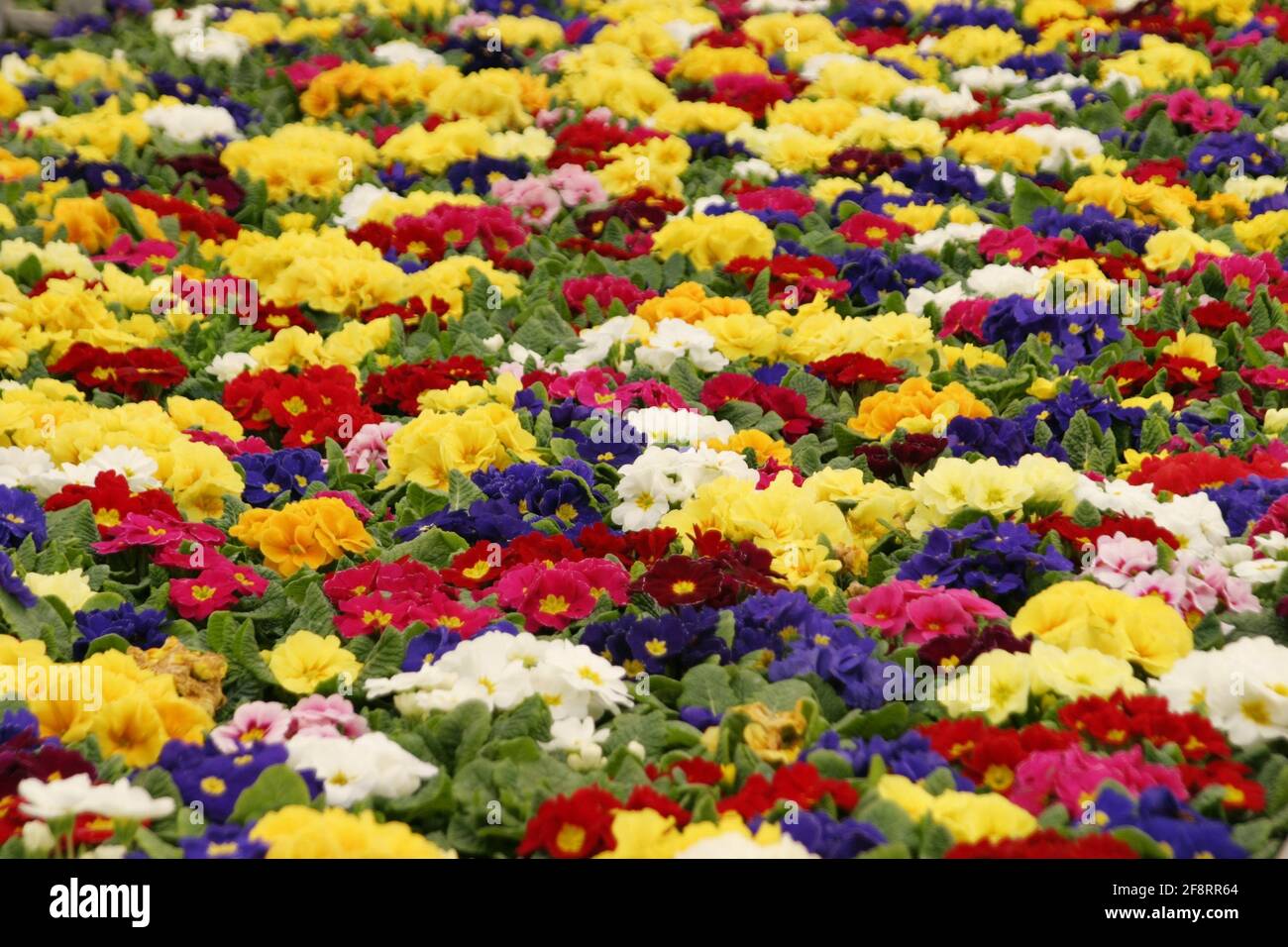 Echte englische Primeln (Primula acaulis, Primula vulgaris), verschiedenfarbige Primeln im Gewächshaus einer Baumschule, Österreich Stockfoto