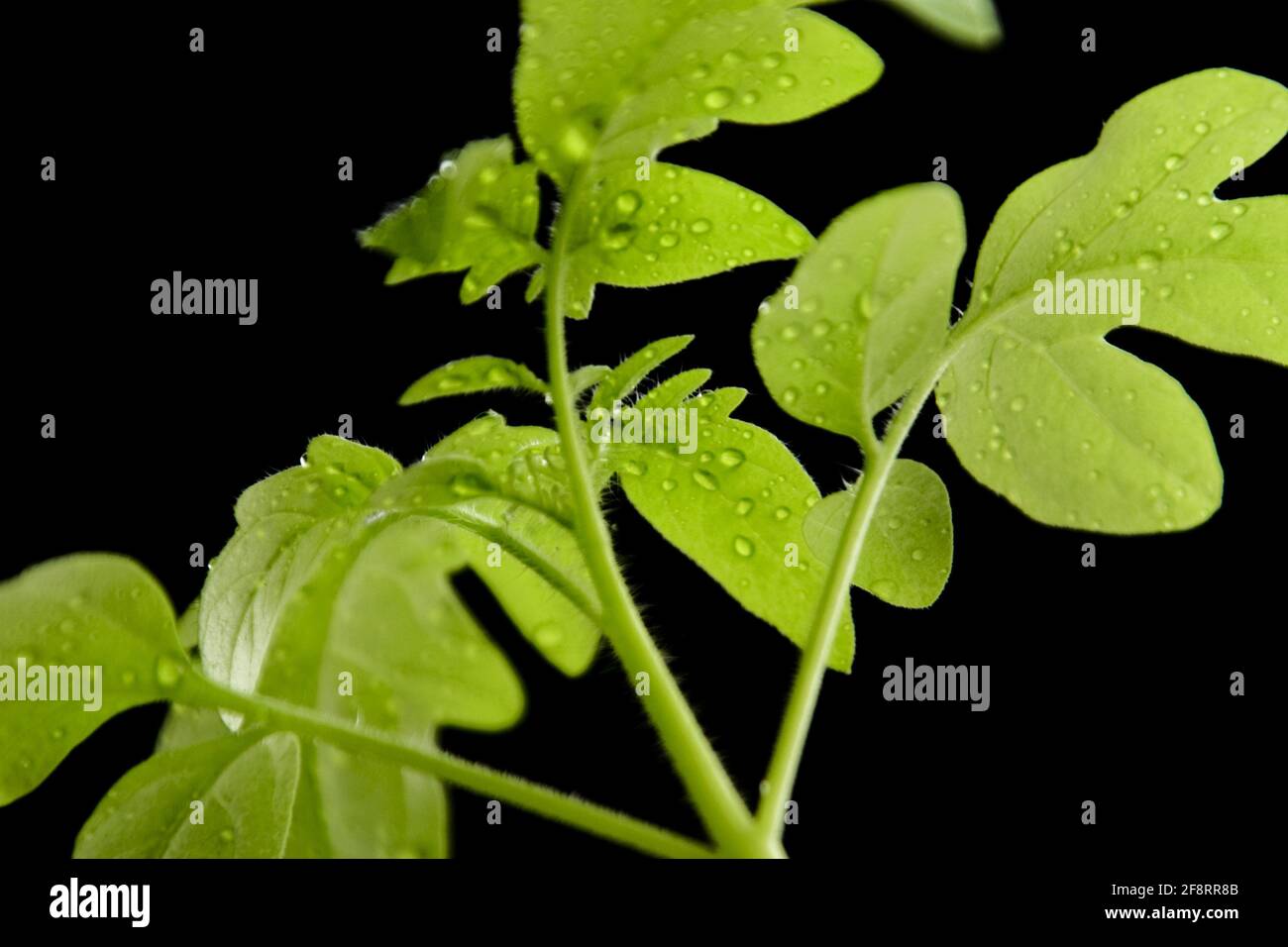 Tomate (Lycopersicon lycopersicum), junge Tomatenpflanze Stockfoto