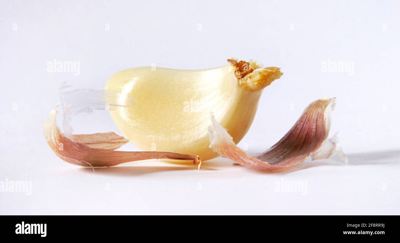 Gewöhnlicher Knoblauch (Allium sativum), geschälte Knoblauchzehe Stockfoto
