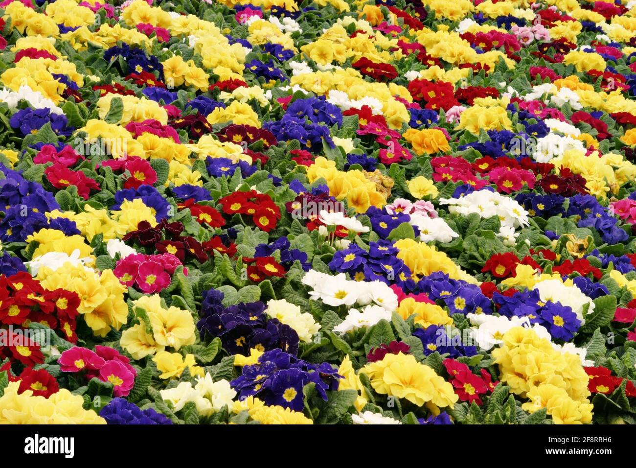 Echte englische Primeln (Primula acaulis, Primula vulgaris), verschiedenfarbige Primeln im Gewächshaus einer Baumschule, Österreich Stockfoto