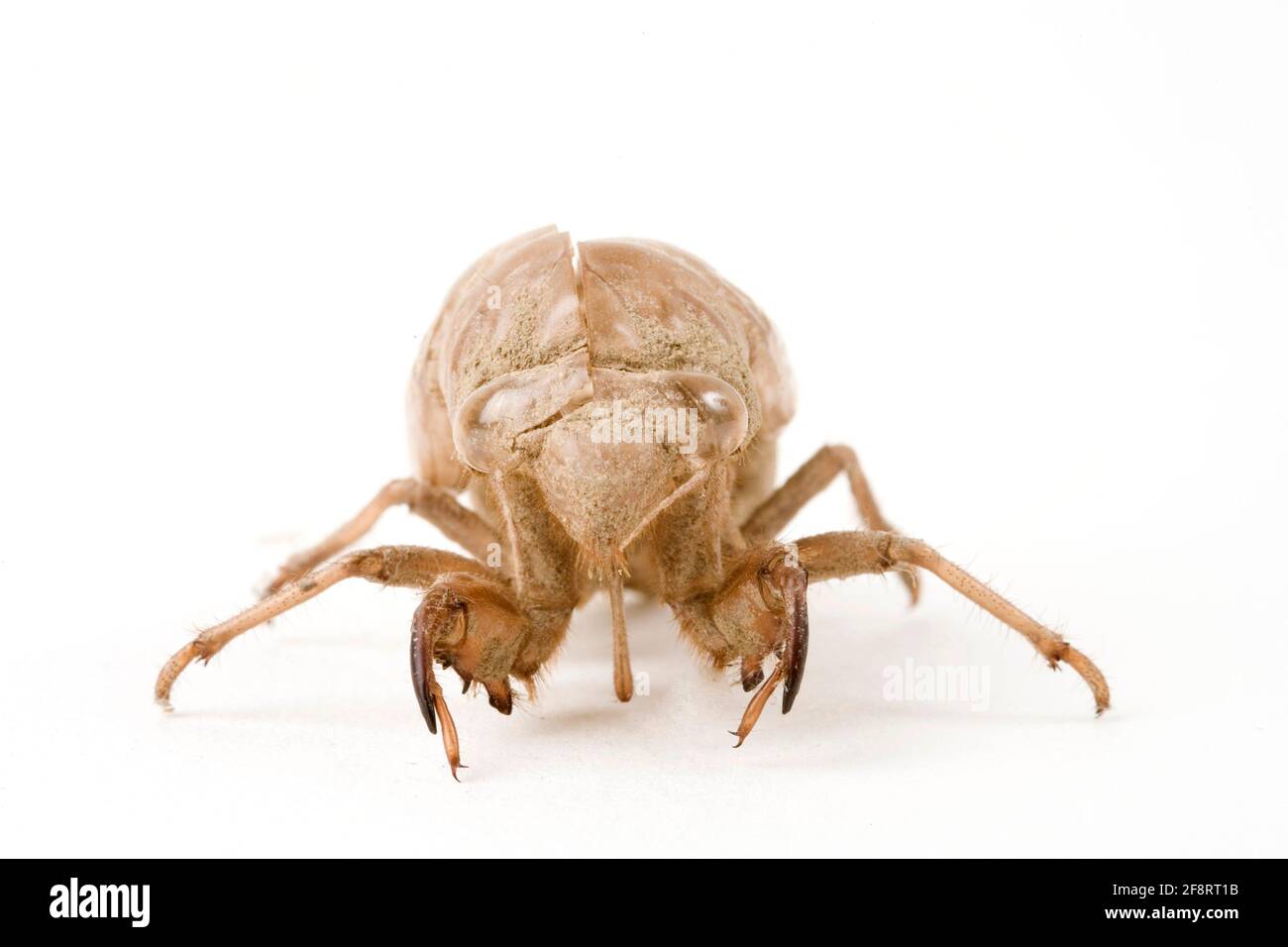 Zikaden (Cicadidae), Larve einer Zikade, Ausschnitt Stockfoto