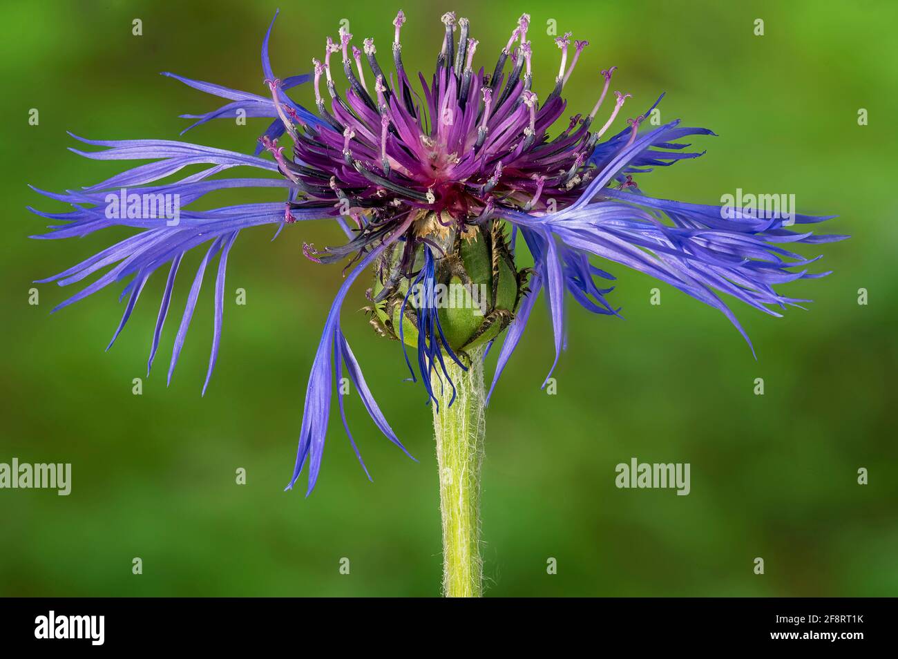 Montane Sterndistel, Mehrjährige Kornblume, Bergkrautkraut, Bergkrautblume, Junggesellenknopf, Mountain Bluet (Centaurea montana), Blume Stockfoto