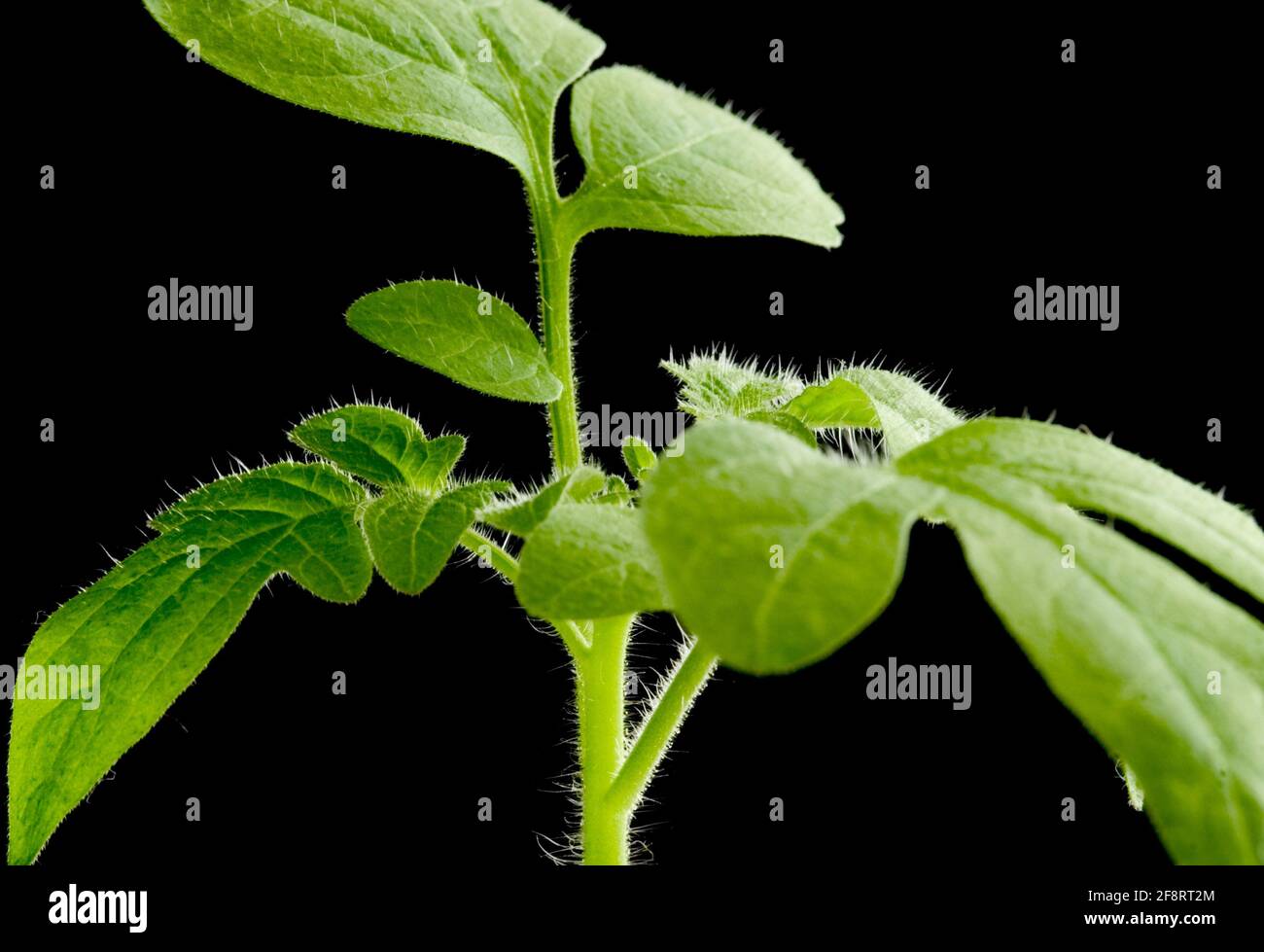 Tomate (Lycopersicon lycopersicum), junge Tomatenpflanze Stockfoto