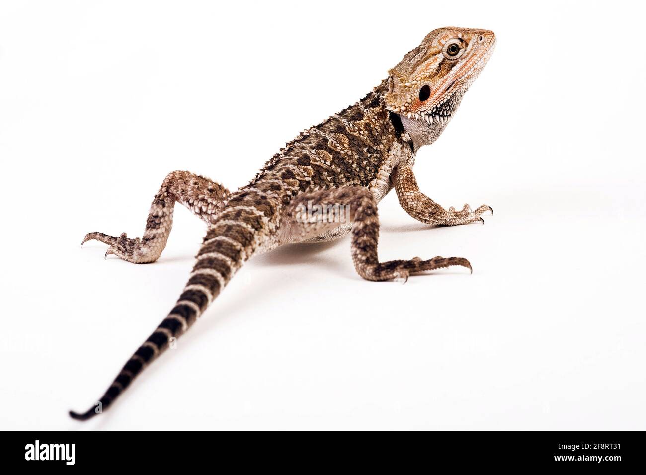 Central Bearded Dragon (Pogona vitticeps), Rückansicht, Studiofotografie Stockfoto