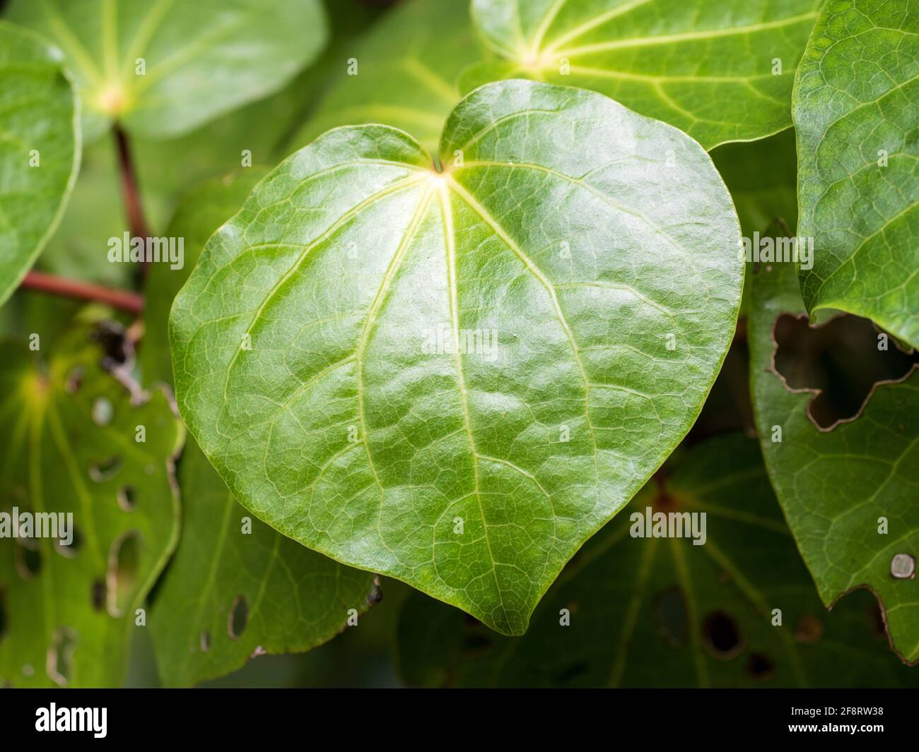 Nahaufnahme des Blattes des Makropipers excelsum (kawakawa) Stockfoto