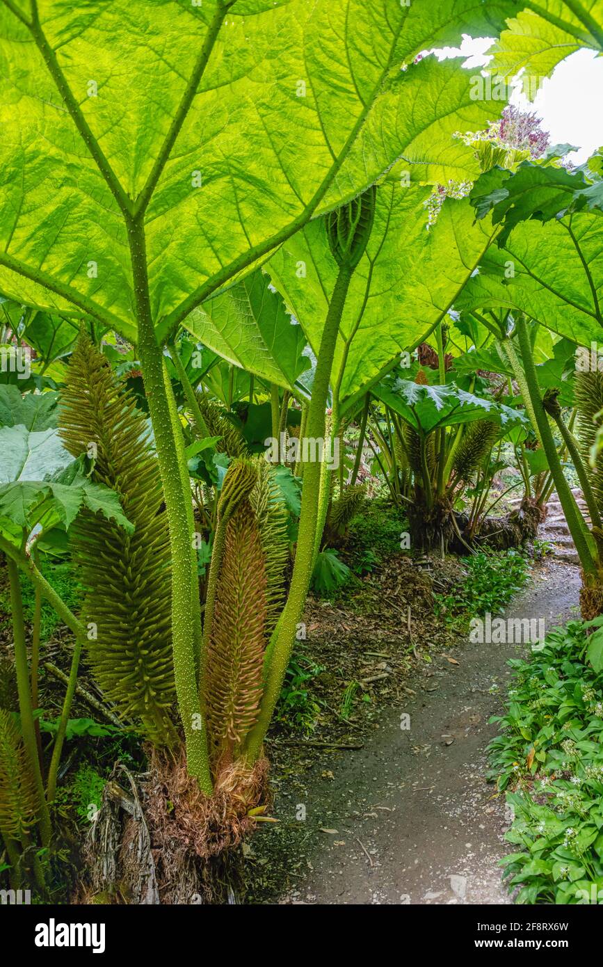 Gunnera Passage Garten im Zentrum von Trebah Garden, Cornwall, England, UK Stockfoto