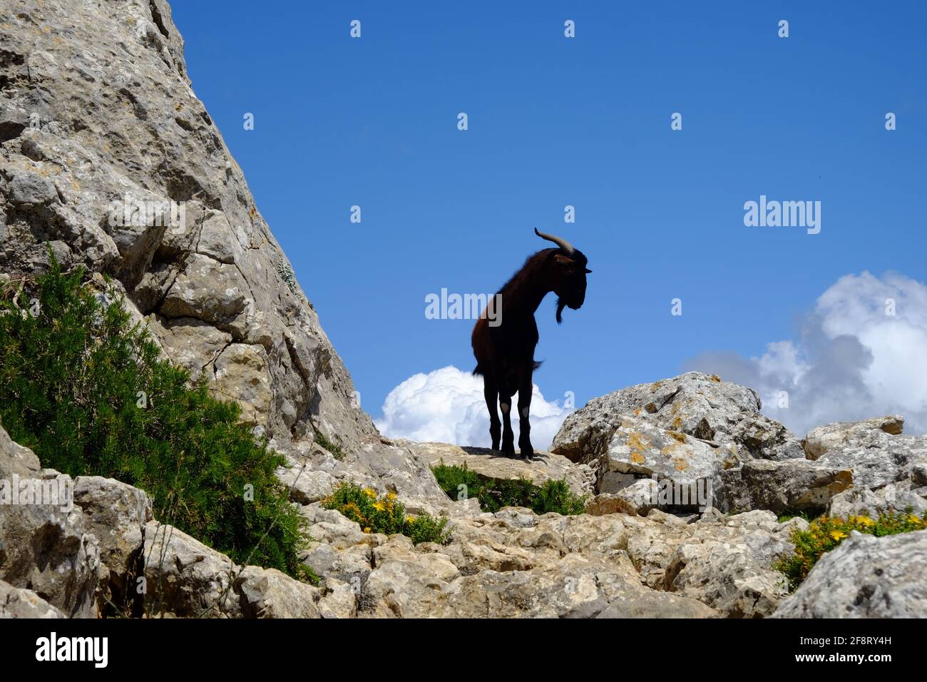 Goat Mallorca Stockfoto