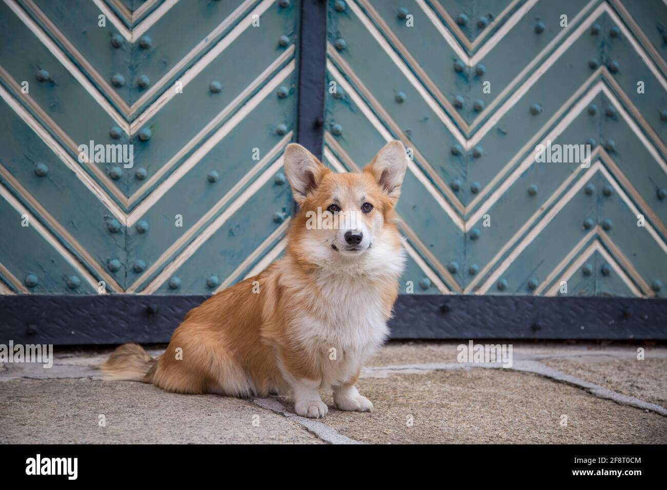 Welsh Corgi Pembroke posiert in der Stadt Weitra, Österreich. Urbane Hundefotografie Stockfoto