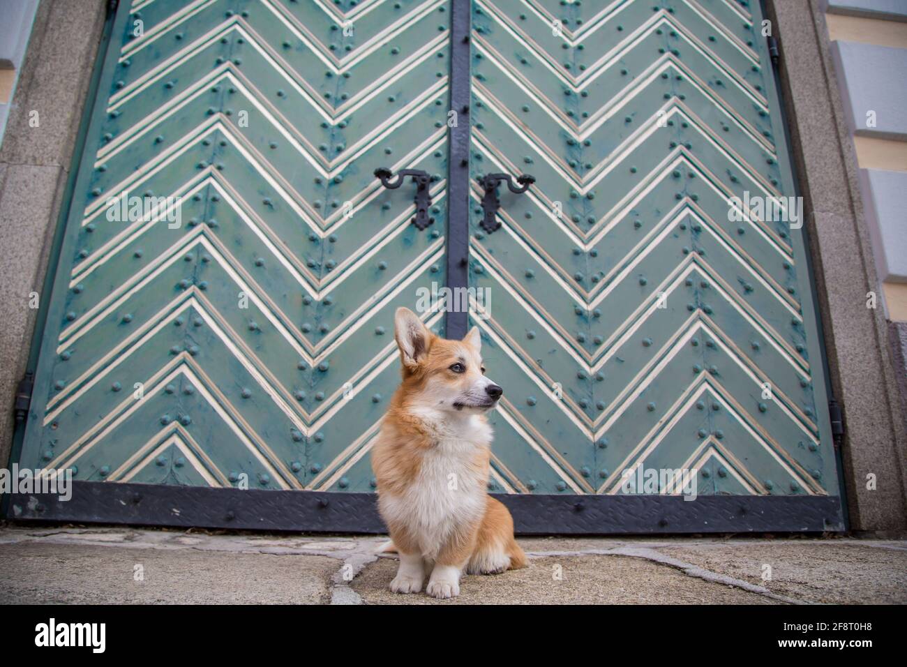 Welsh Corgi Pembroke posiert in der Stadt Weitra, Österreich. Urbane Hundefotografie Stockfoto