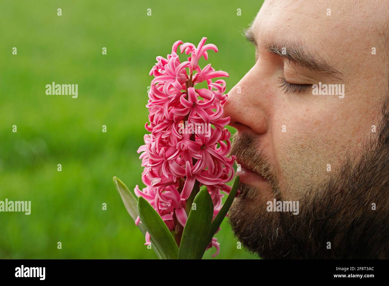 Riecht nach einer Hyazintblüte. Stockfoto