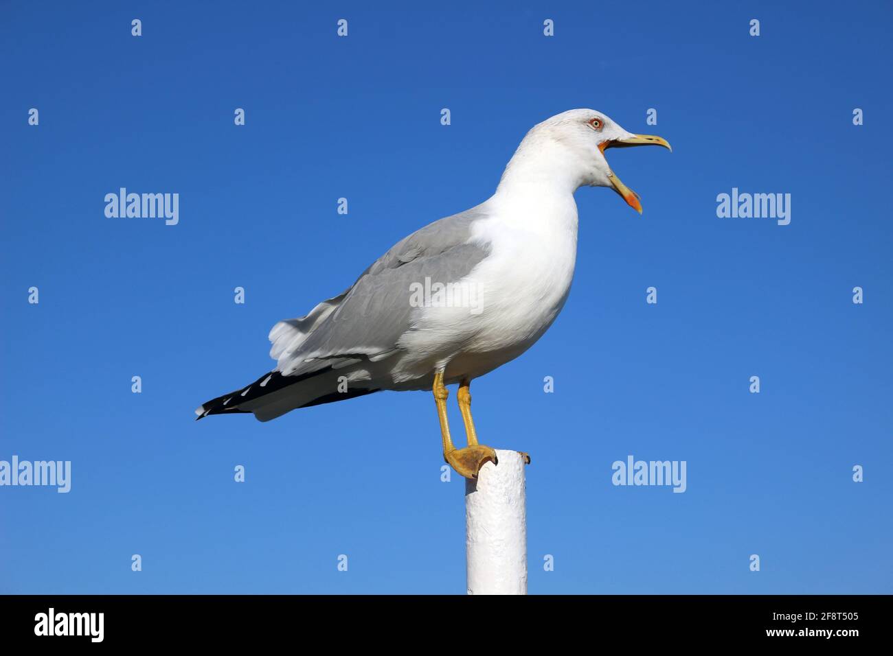 Große Möwe mit einem offenen Schnabel gegen den blauen Himmel, schöne Seevögel steht auf der Stange und schreit Stockfoto