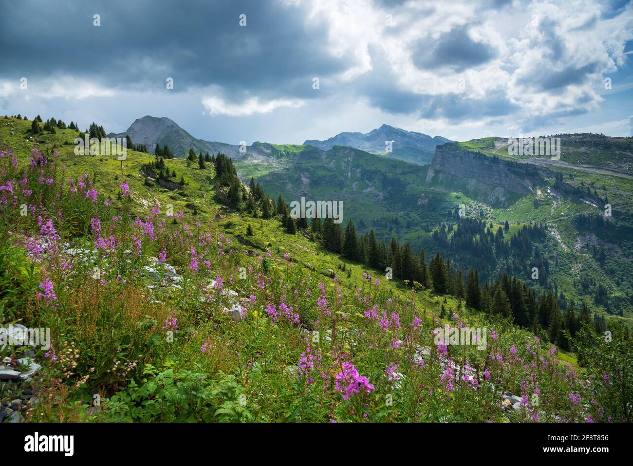 Wunderschöne alpine Sommerlandschaft mit wilden Blumen im Vordergrund. Dramatische Wolkenlandschaft. Französische Alpen, Region Morzine, Haute-Savoie, Frankreich. Szen Stockfoto