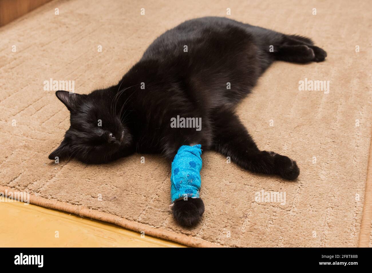 Ungesunde schwarze Katze mit einer wund bandagierten Pfote schläft oder ruht zu Hause auf einem Teppich. Stockfoto