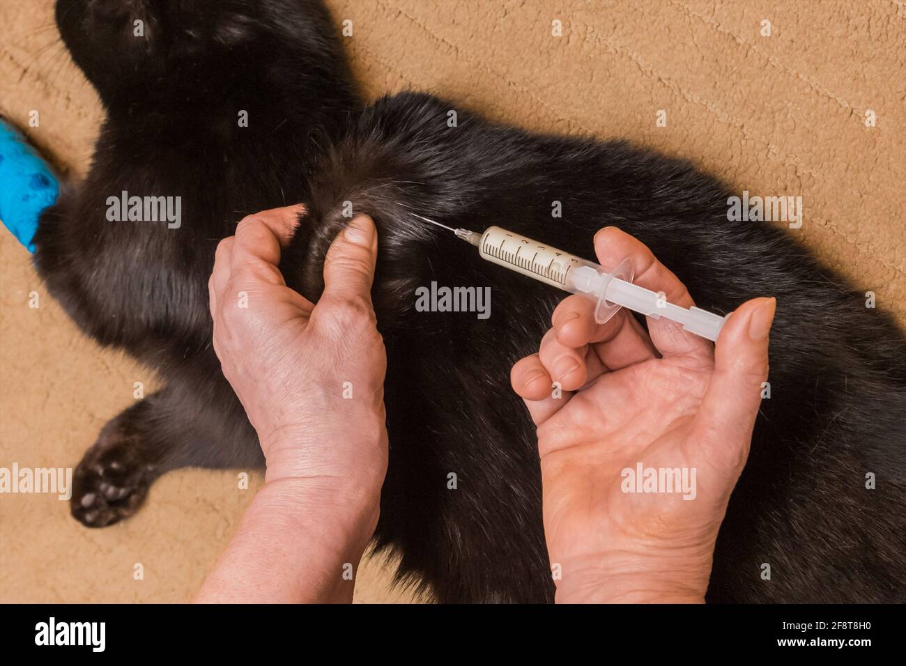 Tierarzt Arzt, der einer ungesunden schwarzen Katze eine Injektion mit einer wund bandagierten Pfote verabreichung. Stockfoto