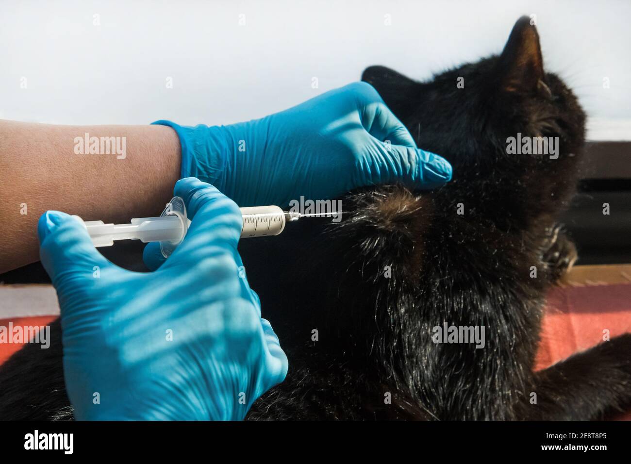 Tierarzt Arzt in medizinischen Latexhandschuhen, die einer ungesunden schwarzen Katze eine Injektion geben. Stockfoto