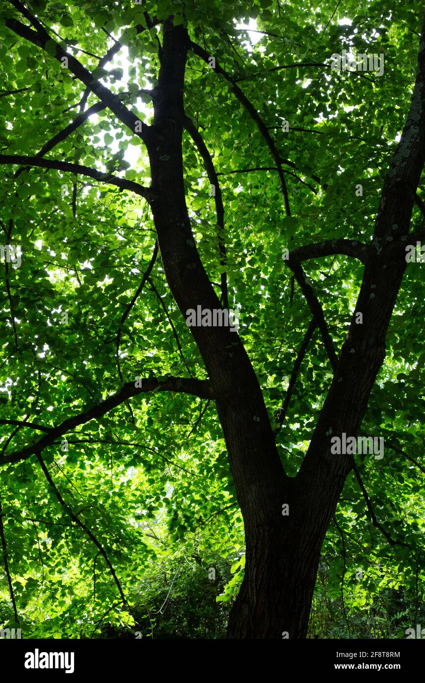 Sonnenlicht, das durch Blätter auf einem Baum scheint Stockfoto