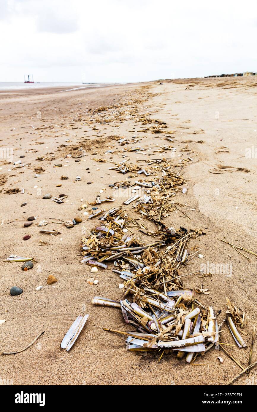 Razorfish (auch bekannt als Razorshell, Rasiermuschel, gewöhnlicher Rasierer und Schwertrasierer) sind eine Reihe von Muscheln Arten, die an der britischen Küste verbreitet sind Stockfoto