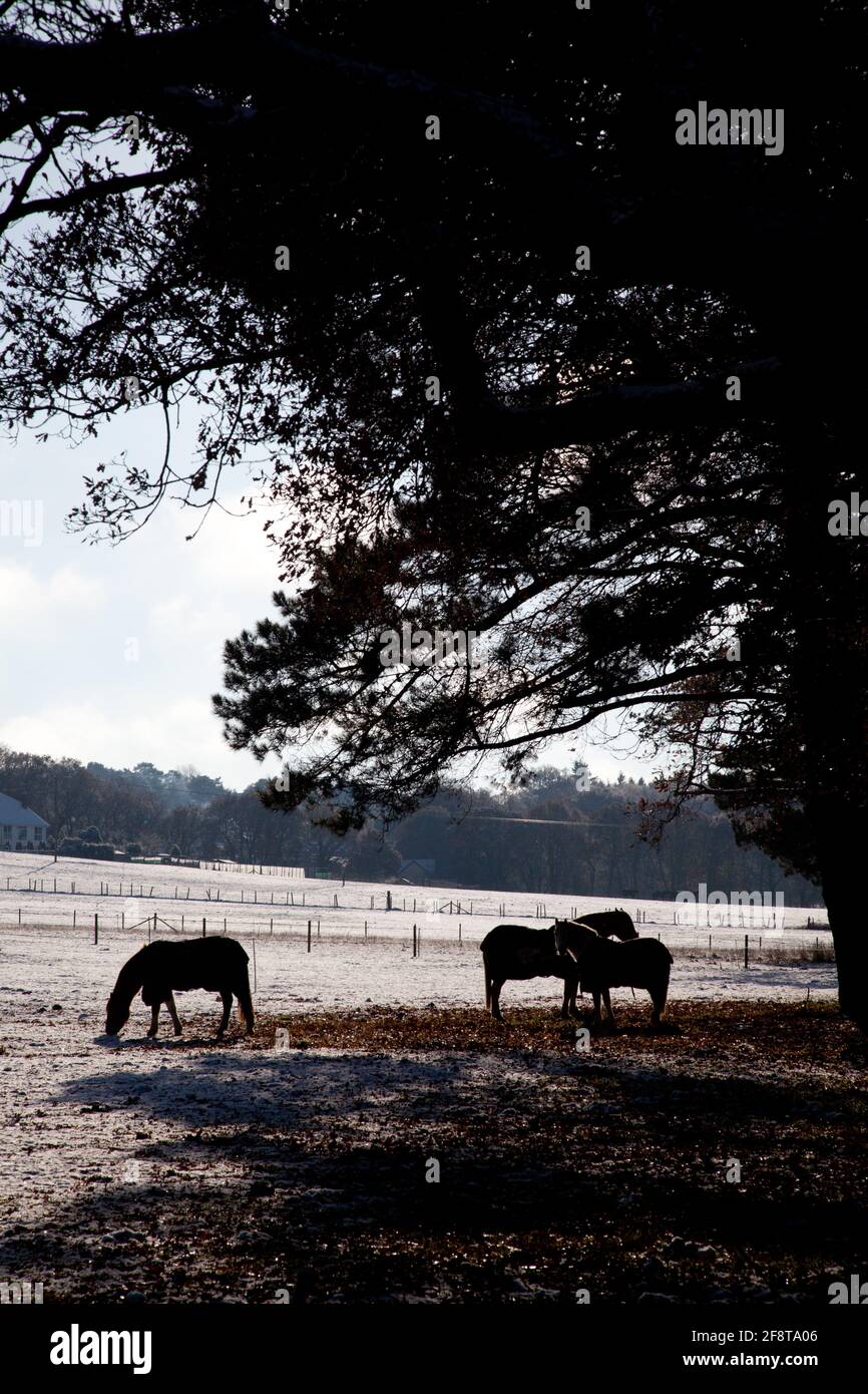 Halbsilhouette von hinterleuchteten Pferden unter einer Kiefer in einem Frostiges, sonniges Feld Stockfoto