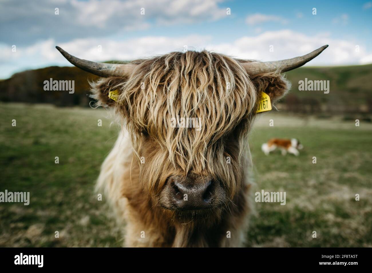 Highland Kuh, Schottland. Stockfoto