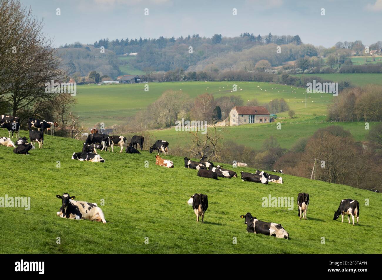 Kühe im Feld mit Frühlingslandschaft vom öffentlichen Fußweg aus gesehen in der Cranborne Chase AONB, Tisbury, Wiltshire, England, Vereinigtes Königreich, Europa Stockfoto