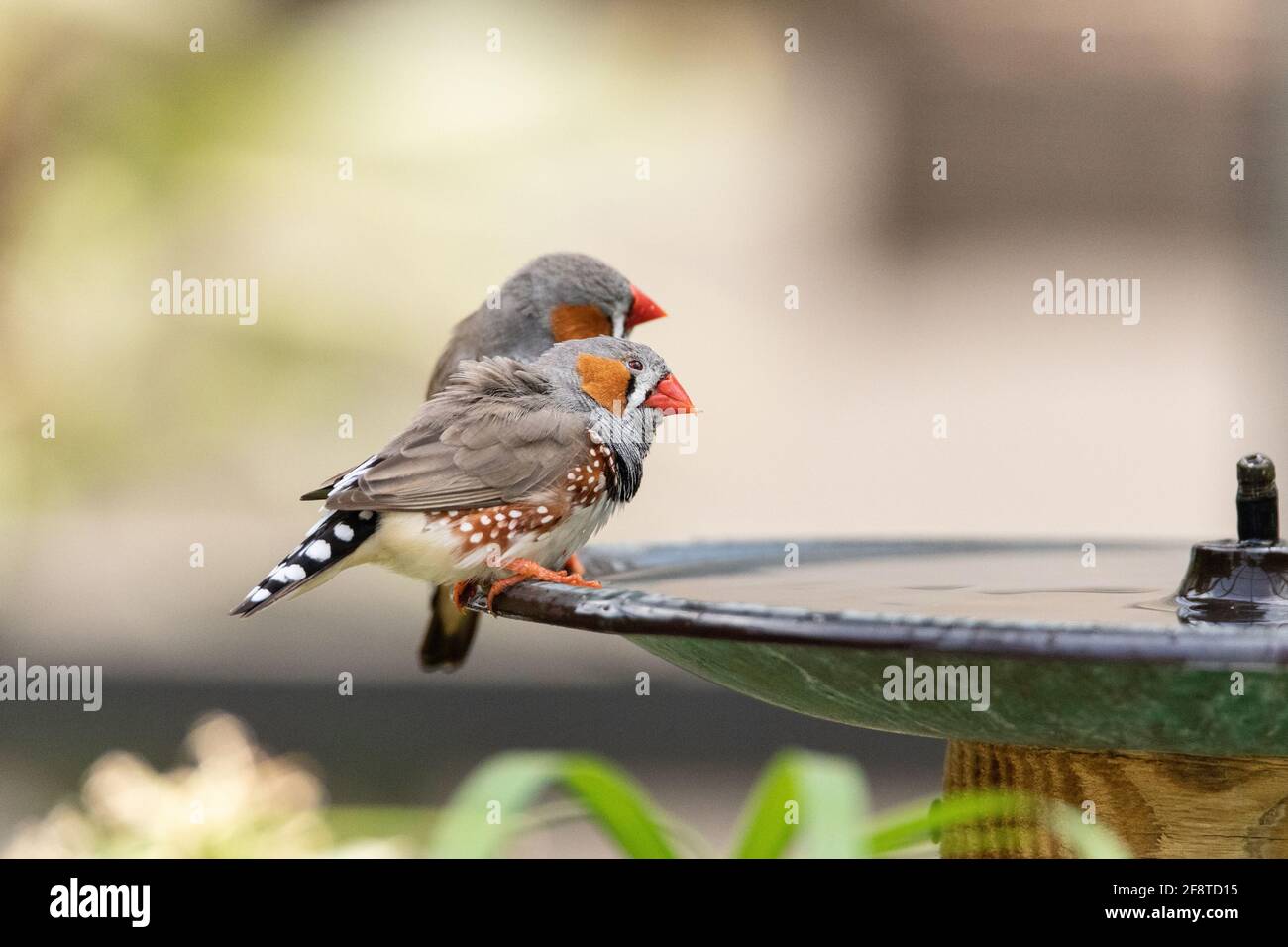 Paar Zebrafinkenvögel Taeniopygia guttata am Rand Eines Vogelbades in Australien Stockfoto